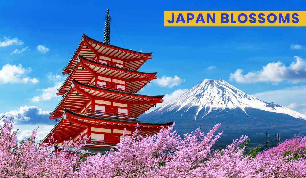 Japan Cherry Blossoms